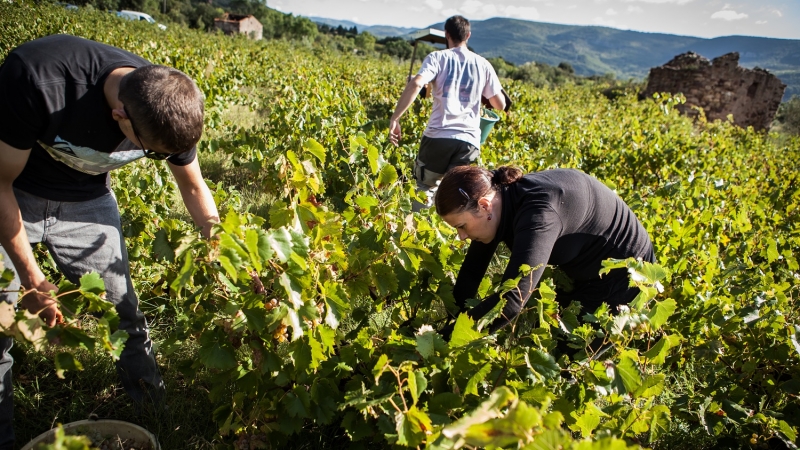 Terre de vins