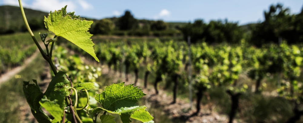 A la une : Terre de vins