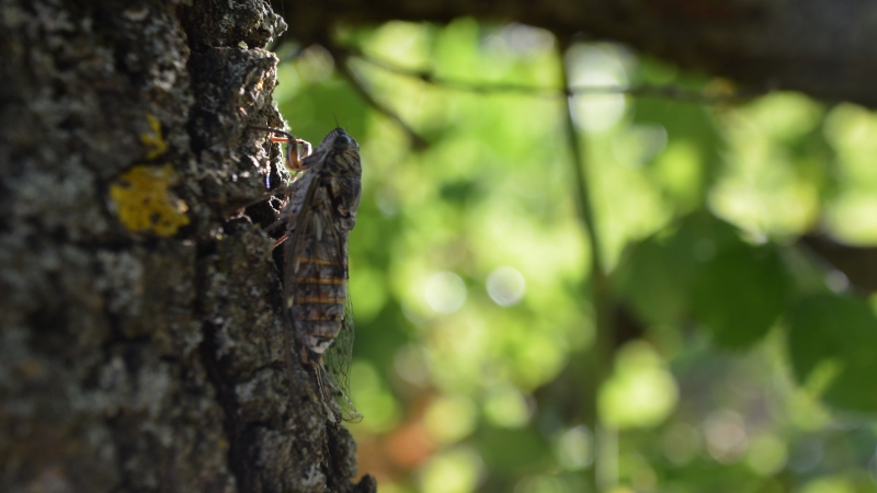 Grand concours photo sur le thème de la biodiversité en Grand Orb