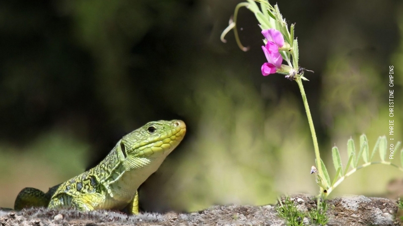 Premier concours photo «La biodiversité en Grand Orb», les résultats !