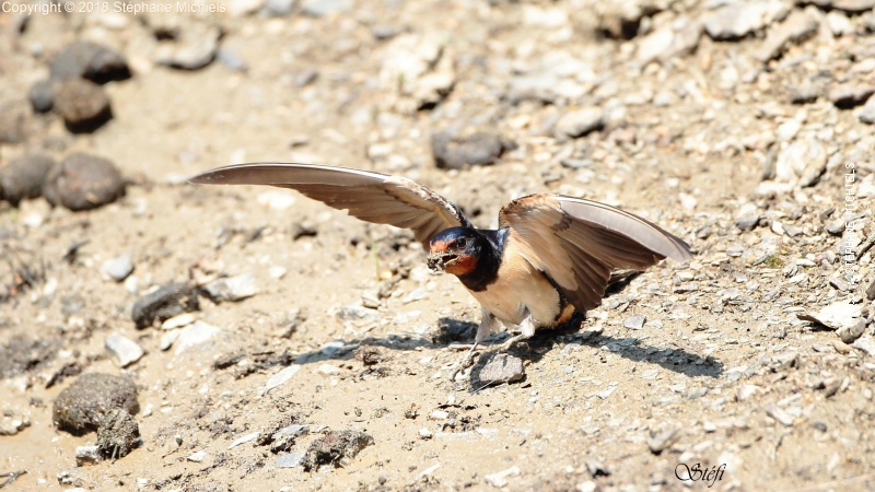 Premier concours photo «La biodiversité en Grand Orb», les résultats !