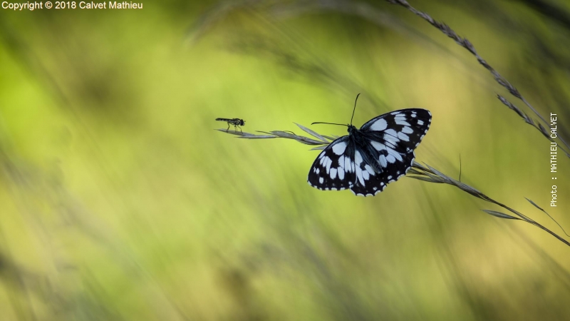 Premier concours photo «La biodiversité en Grand Orb», les résultats !