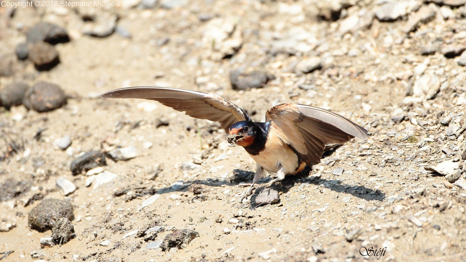 Premier concours photo «La biodiversité en Grand Orb», les résultats !