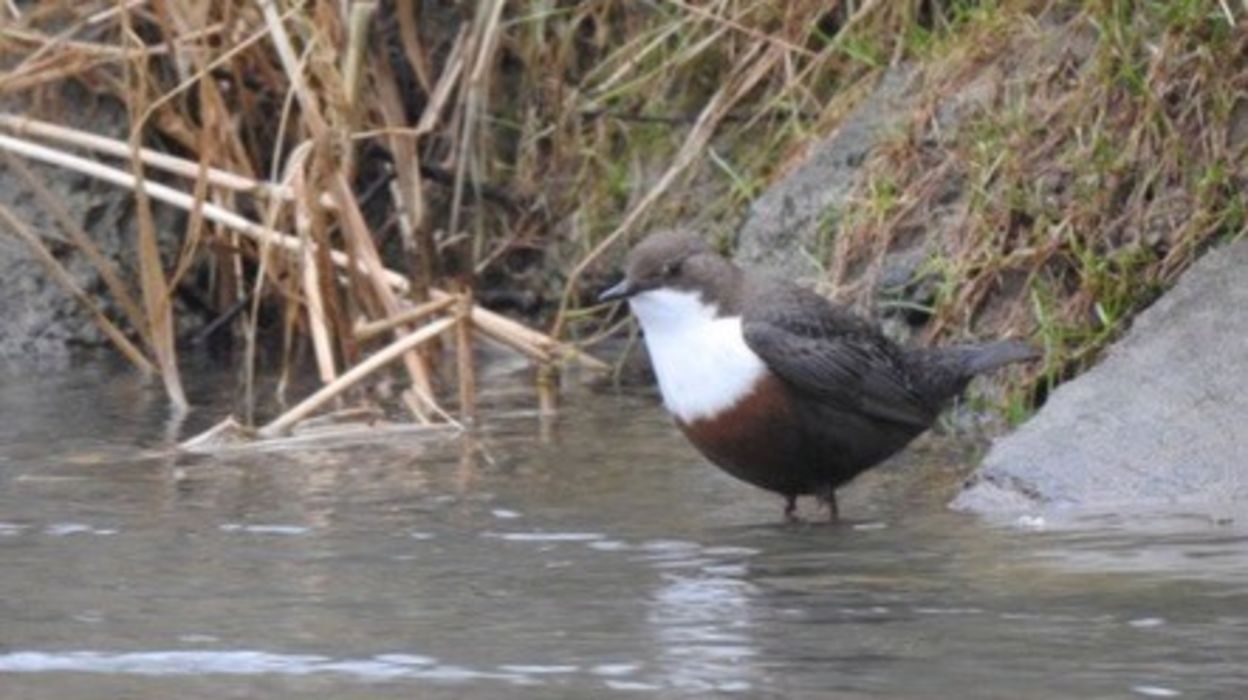 A la découverte des oiseaux de l'Orb