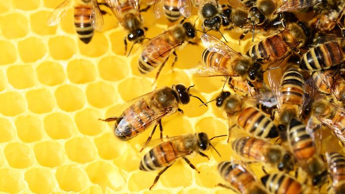 Conférence sur l'apiculture
