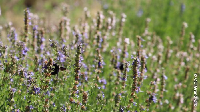 Domaine de Pouzes - Biodiversité - © CC Grand Orb La démarche exemplaire de Gaëtan et Sophie au Domaine de Pouzes