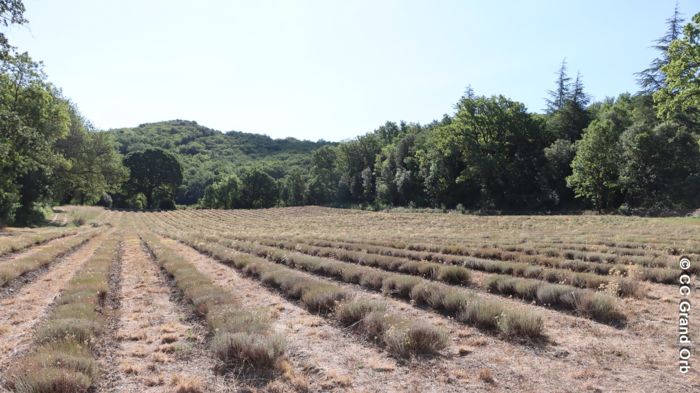 Domaine de Pouzes - plantes aromatiques - © CC Grand Orb La démarche exemplaire de Gaëtan et Sophie au Domaine de Pouzes