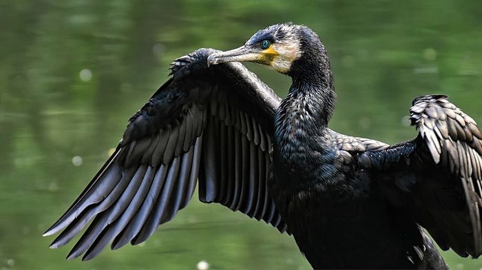 Sortie cormorans au Salagou