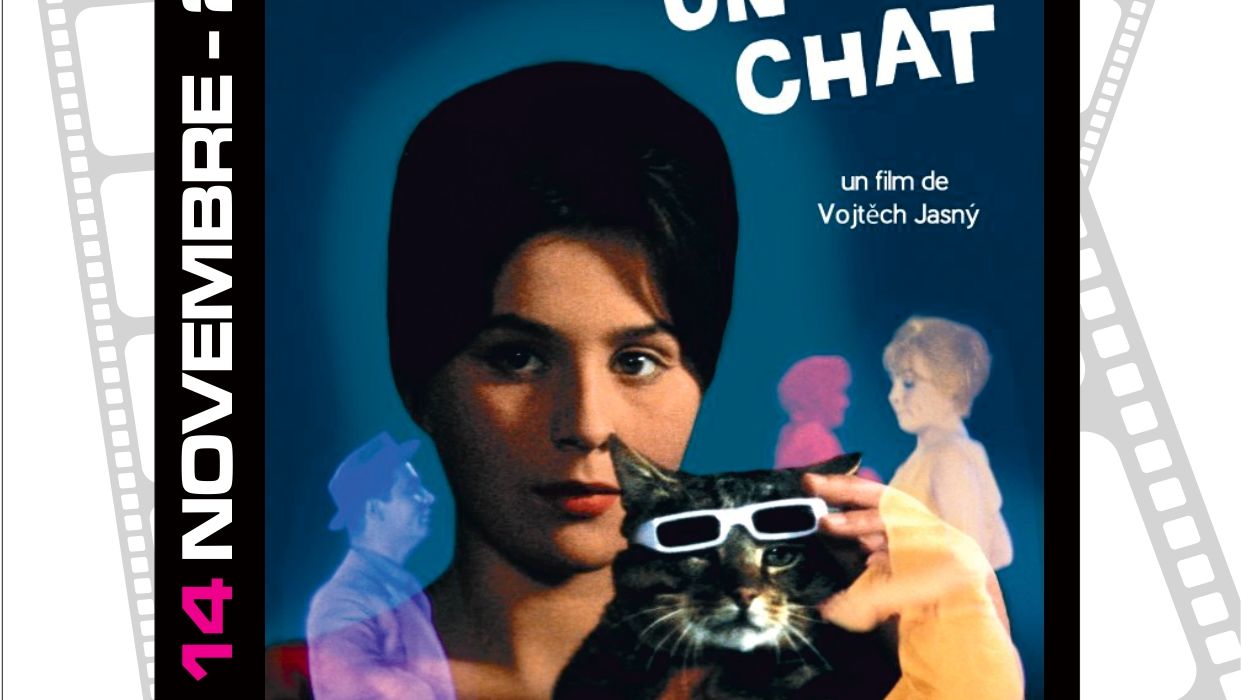 Un jour un chat