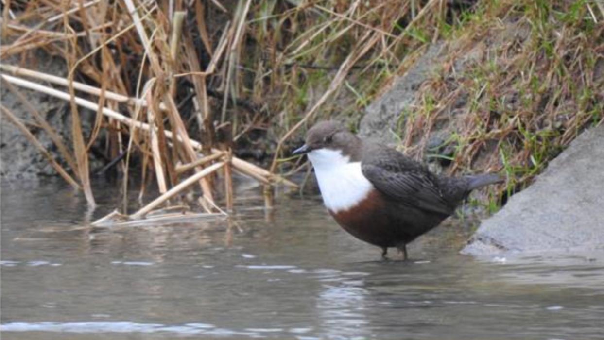 A la découverte des oiseaux de l'Orb