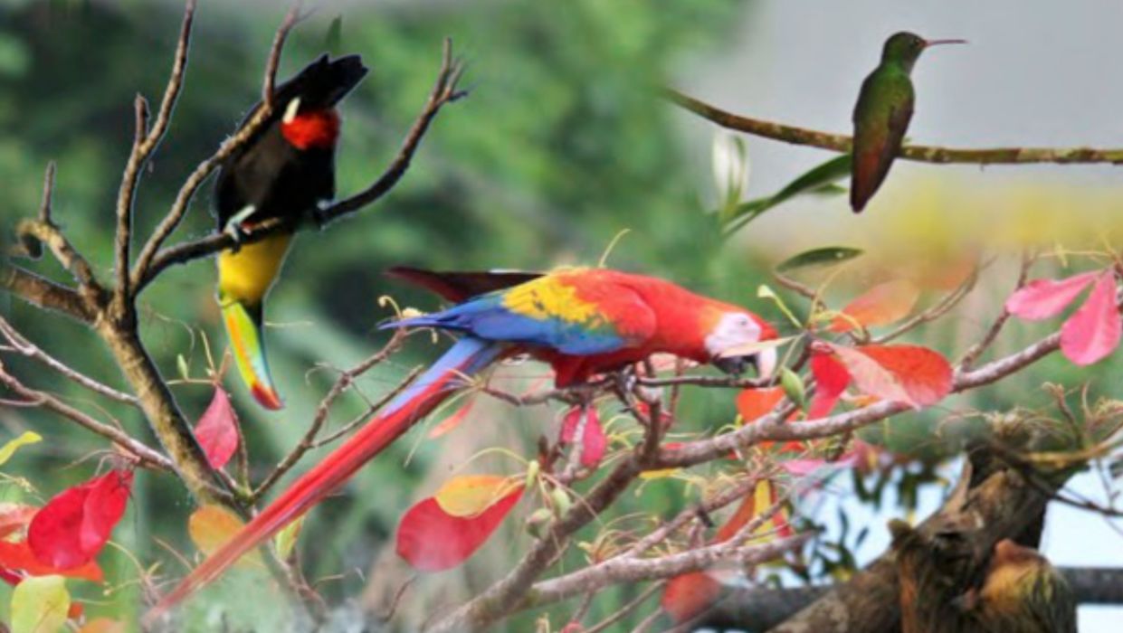 Les oiseaux du Costa-Rica
