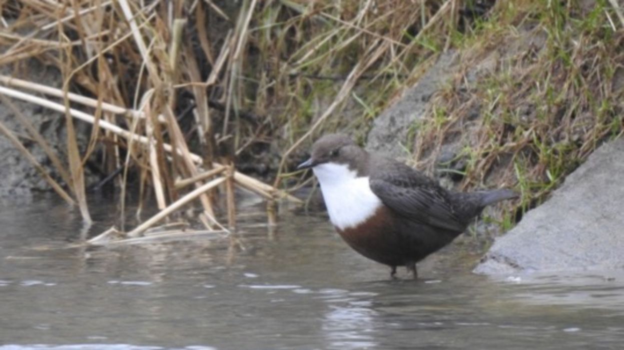 Observation des oiseaux sur l'Orb