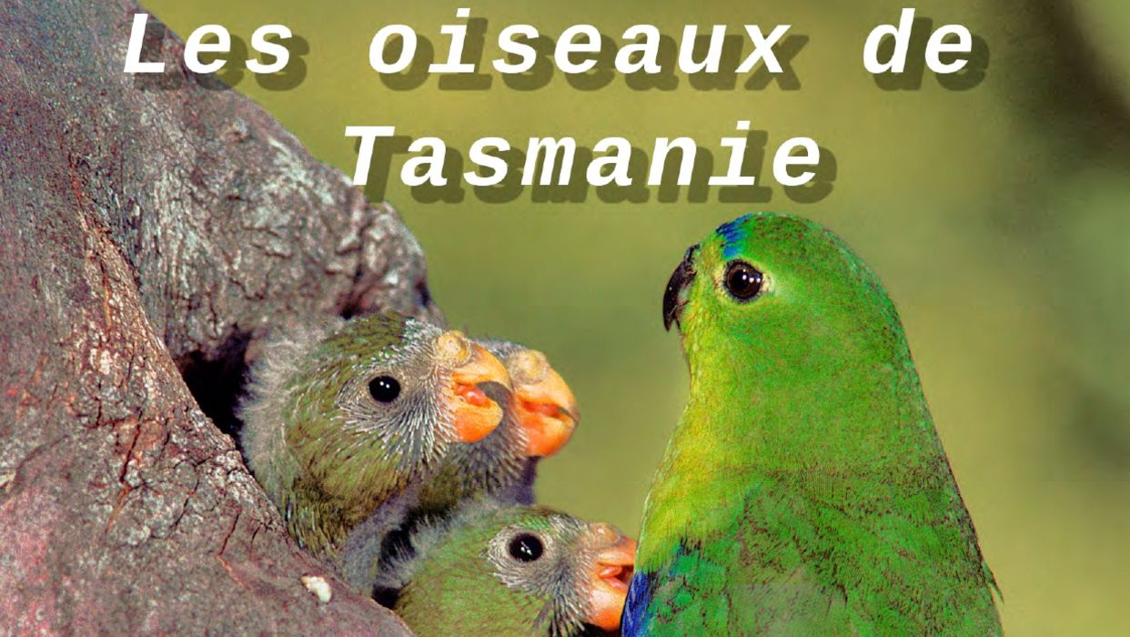 Les oiseaux de la Tasmanie