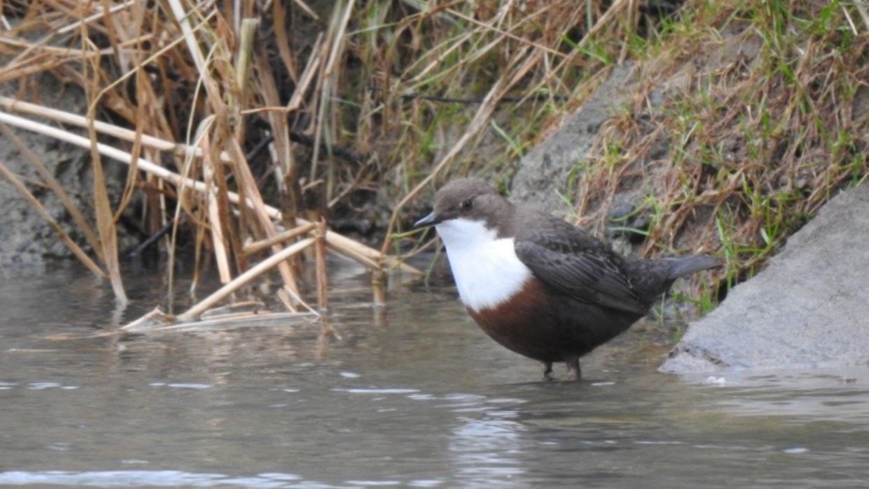 Observation des oiseaux sur l'Orb