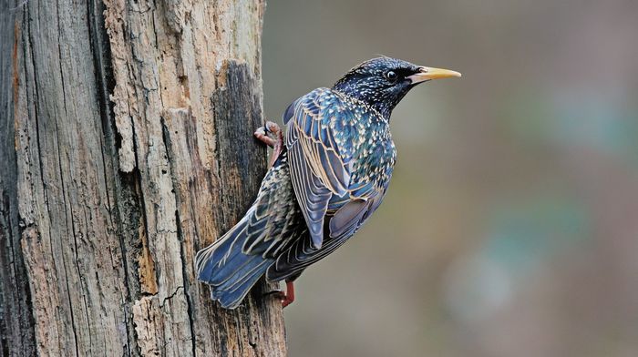 A l'écoute des chants d'oiseaux