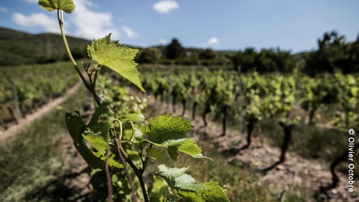 Nouveau : l'Œnorando La Vallée des arômes