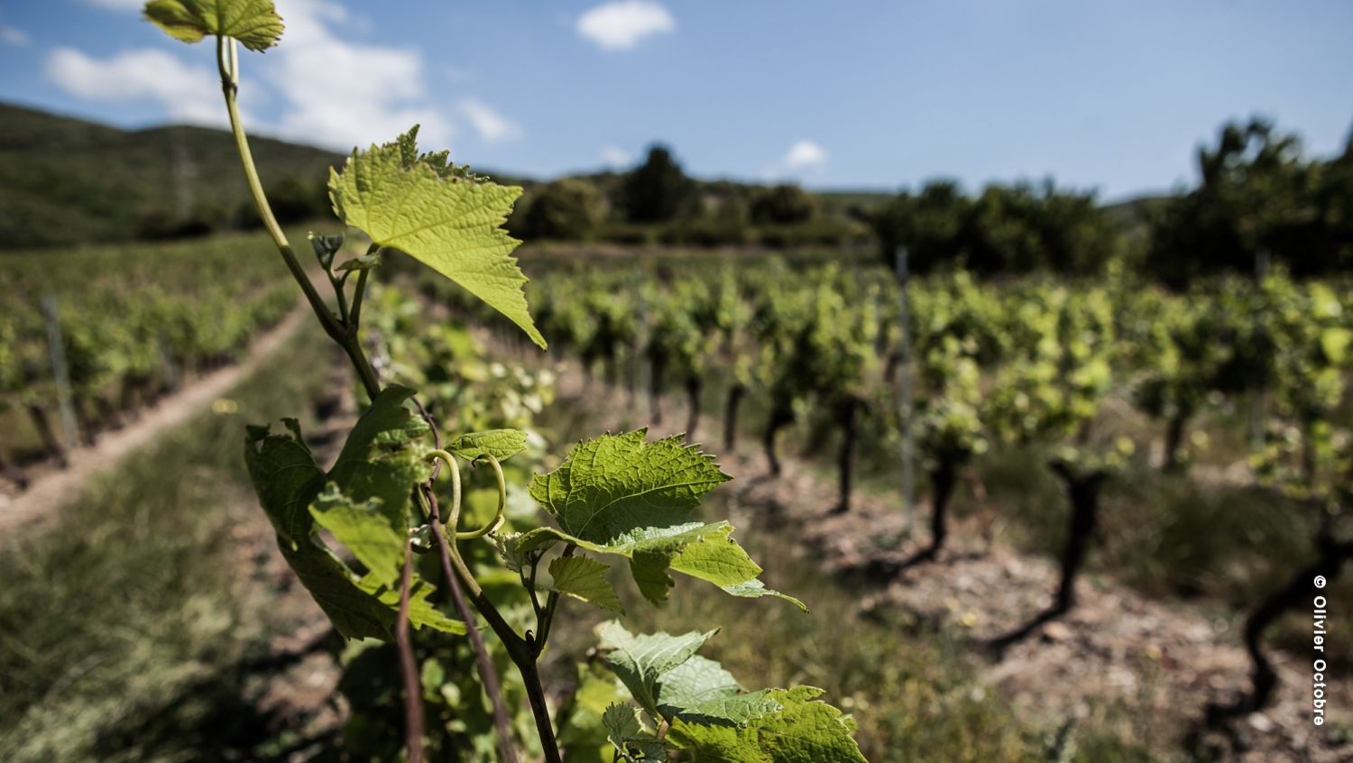 Nouveau : l'Œnorando La Vallée des arômes
