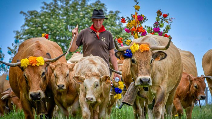 Des Monts d'Aubrac à Hérépian
