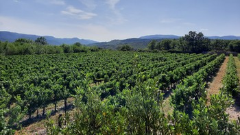 Actualité pro - VIGNOBLES ET DECOUVERTES, une marque d'authenticité