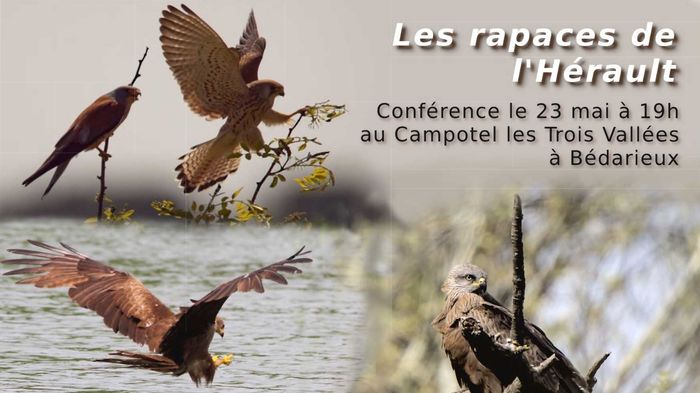 Les rapaces de l'Hérault