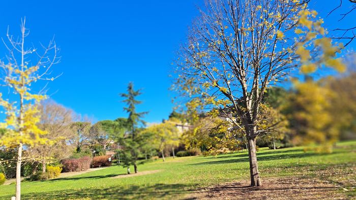 Les arbres ont une histoire - 