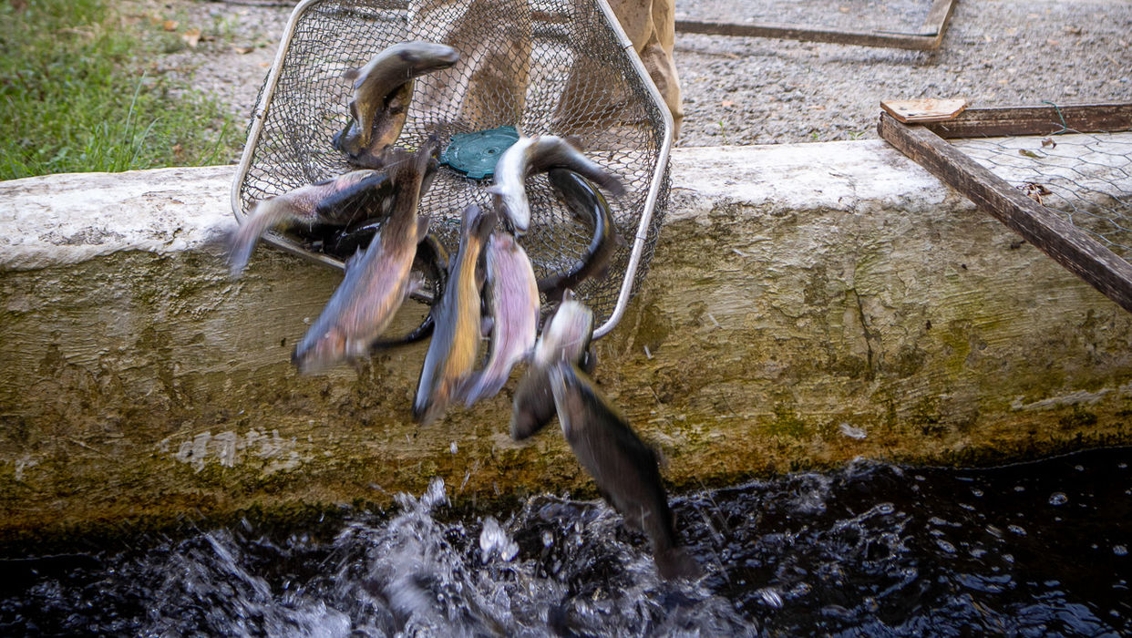 Visite : la pisciculture L'Echo des Sources