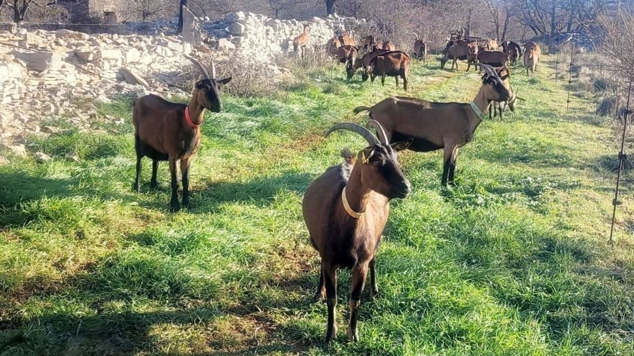 Visite : Ferme du Mas Alengrin - 