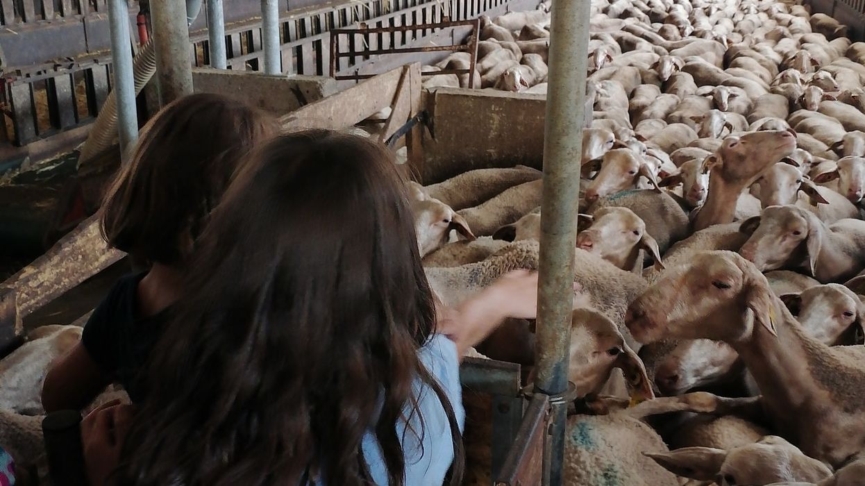 Visite : Le GAEC de Montahut