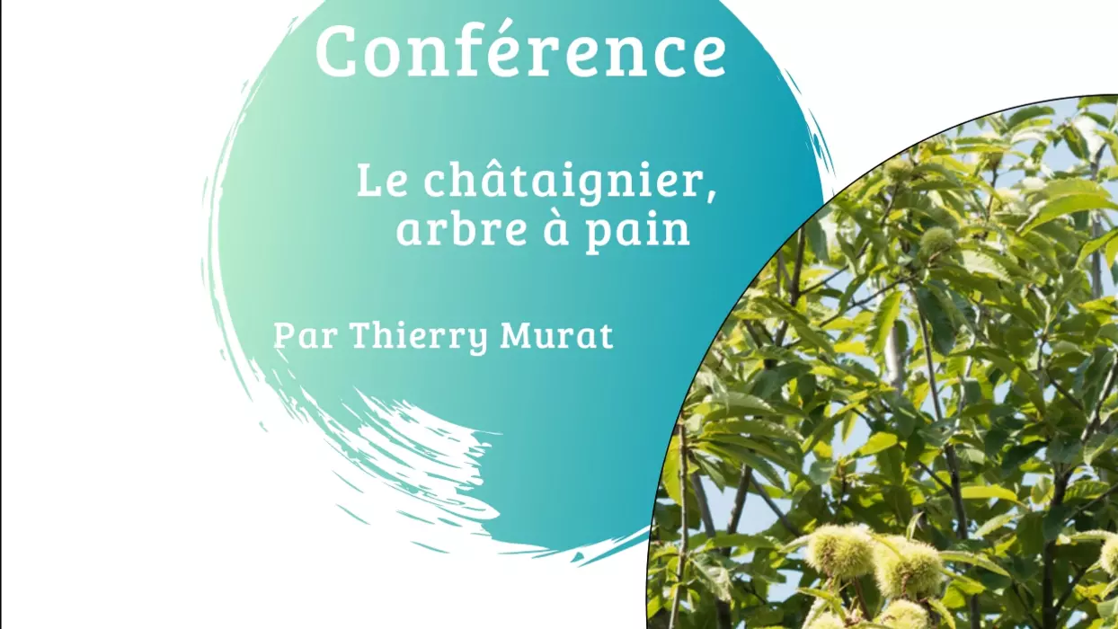 Le châtaignier, arbre à pain - 