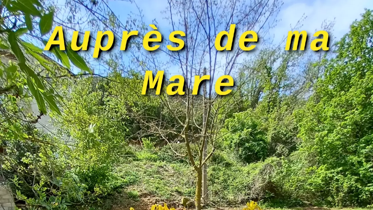 Auprès de ma Mare