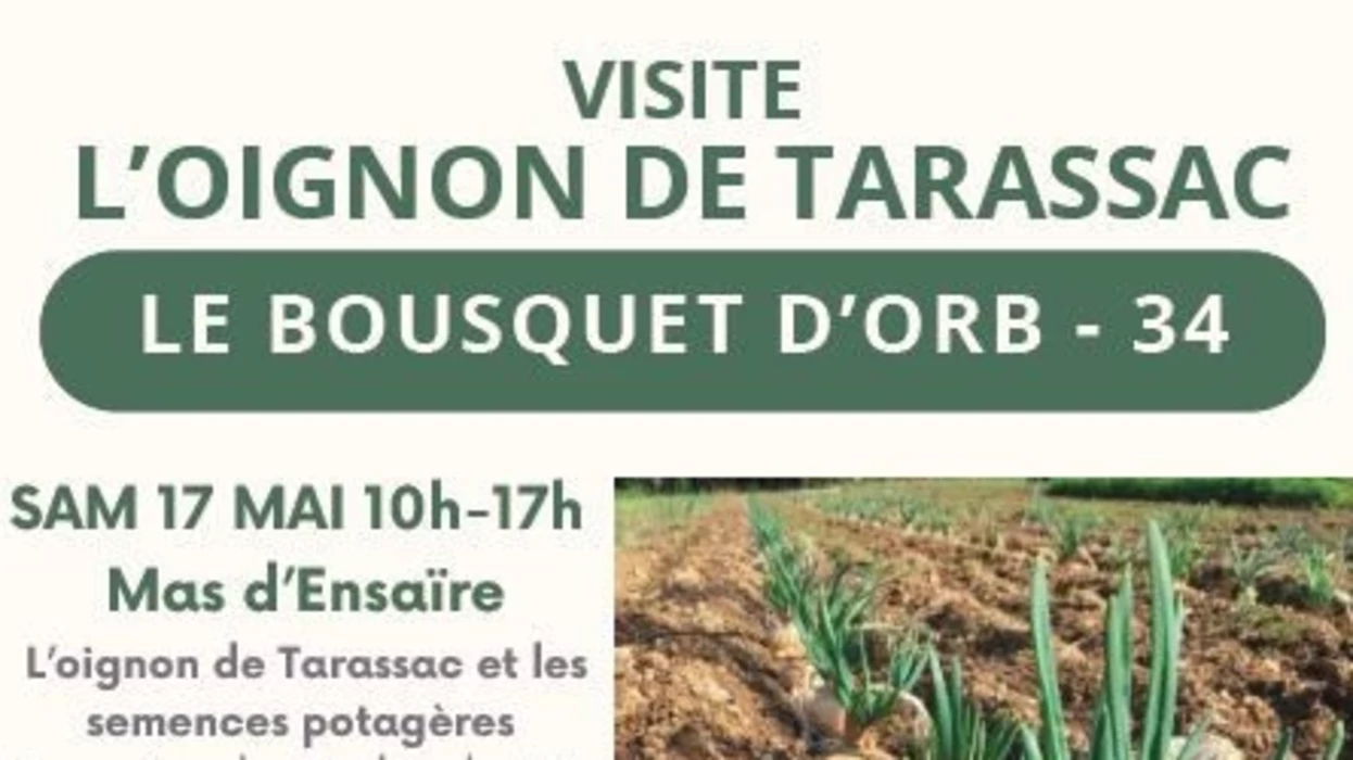 L'oignon de Tarassac avec Les Jardiniers du Parc