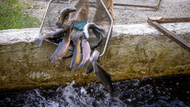 Visite : Pisciculture L'Echo des Sources