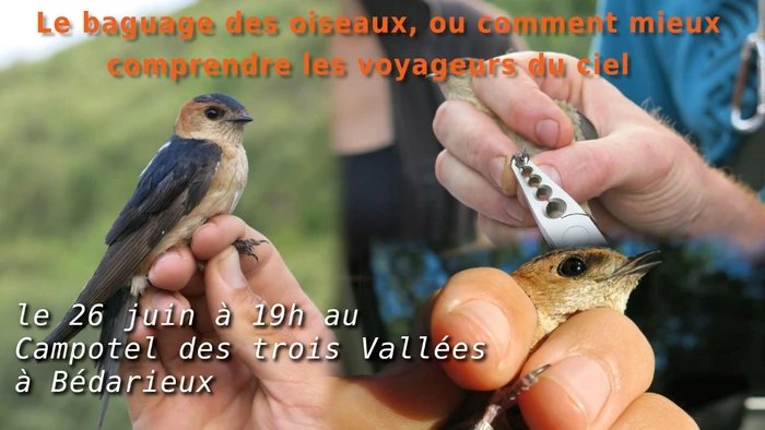 Le baguage des oiseaux, ou comment mieux comprendre les voyageurs du ciel