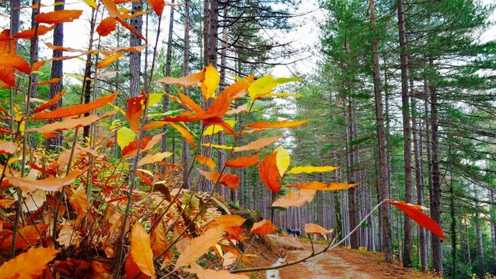 L'automne en Grand Orb