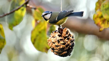 Grand Orb agit pour la biodiversité