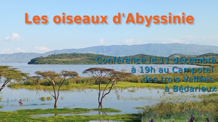 Les oiseaux d'Abyssinie
