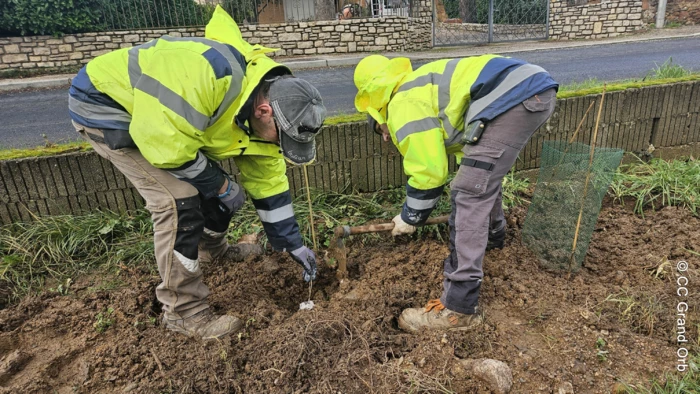 Grand Orb accompagne les communes dans la plantation de haies