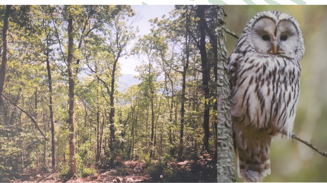 Les forêts du Haut-Languedoc - 