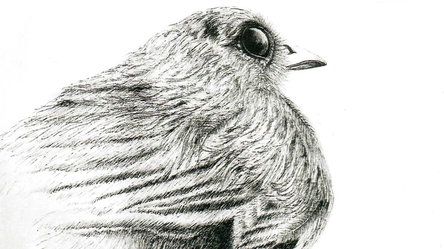 En noir et blanc, Valérie Combes - 