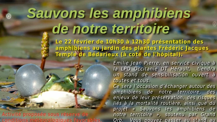 Sauvons les amphibiens de notre territoire - 