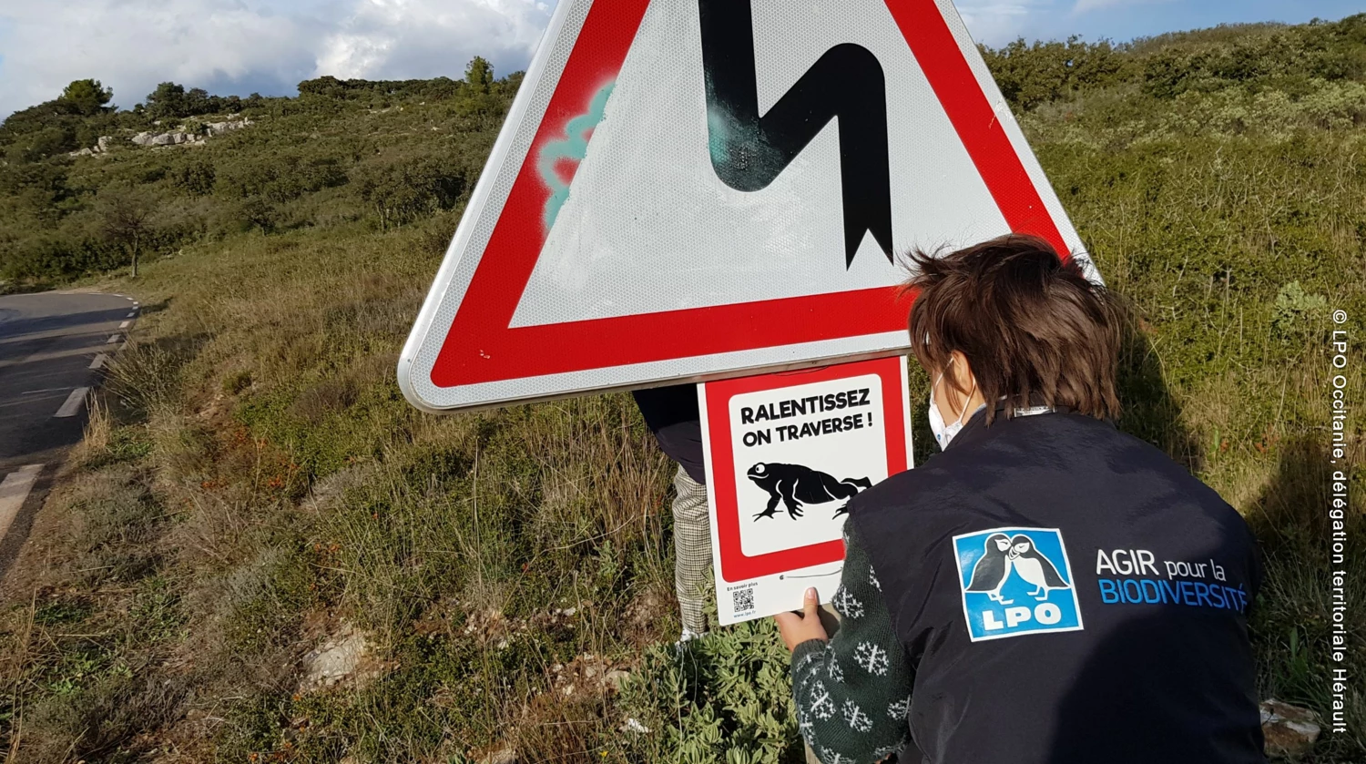 Sauvons les amphibiens du territoire !