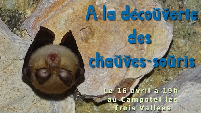 A la découverte des chauves-souris - 
