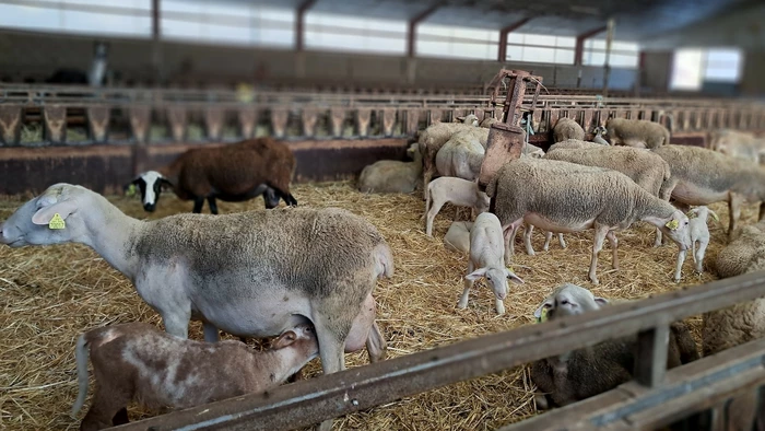 Visite : la Ferme du Licidou - 