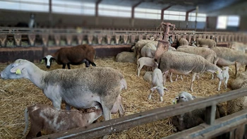 Visite : la Ferme du Licidou