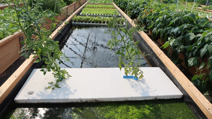 Visite : AgroSymbiose, ferme aquaponique - 
