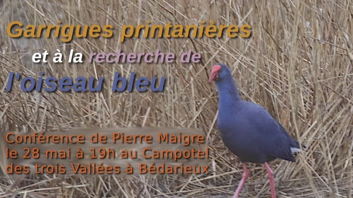 Garrigues printanières et A la recherche de l'oiseau bleu - 