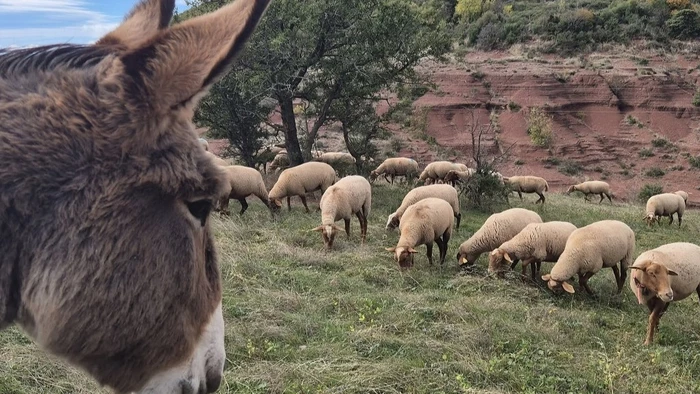 Visite : La Vallée des Z'ânes - 