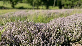 Visite : Domaine de Pouzes