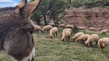 Visite : La Vallée des Z'ânes