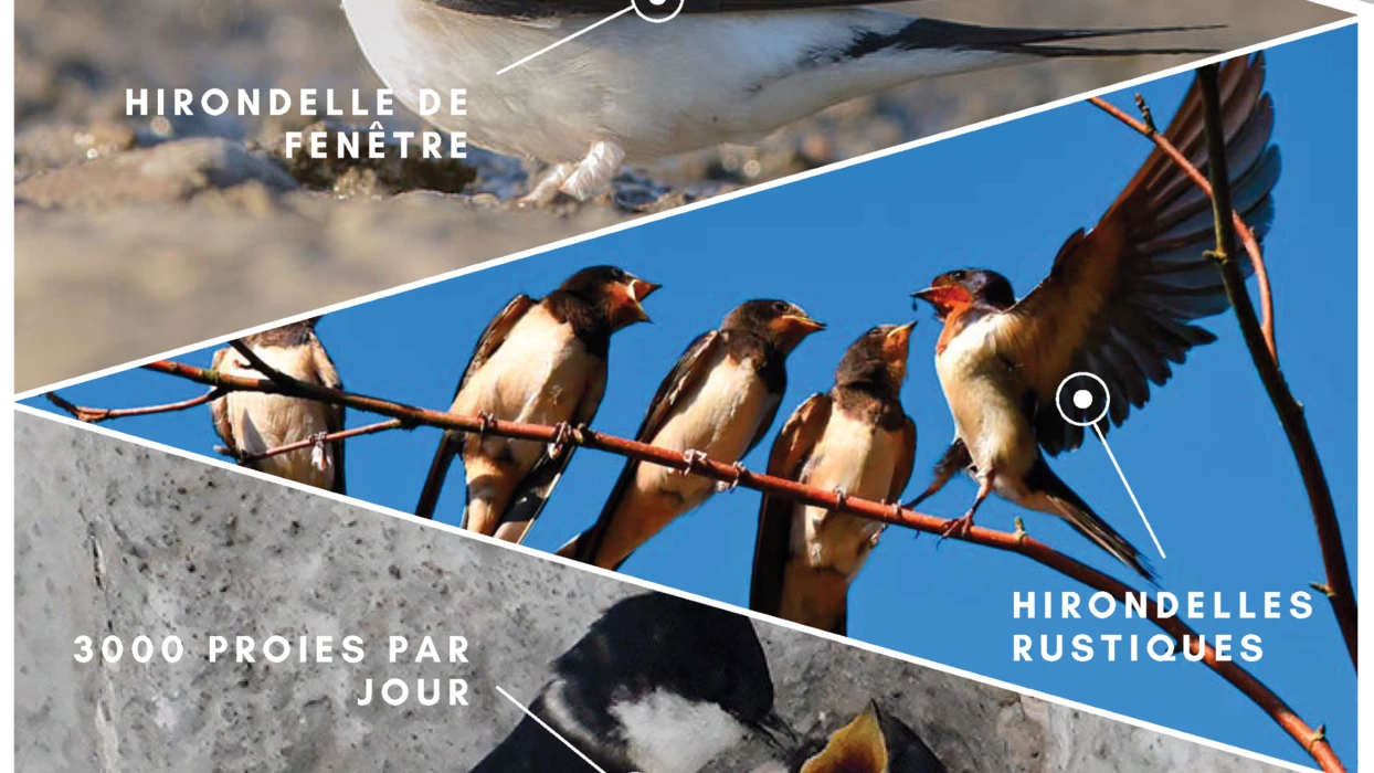 Découverte des hirondelles d'Hérépian